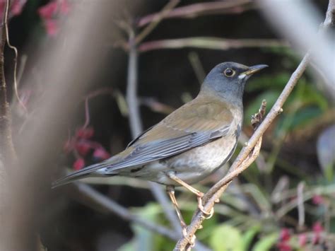 庭 鳥|庭に来る野鳥の名前は？庭にやって来る野鳥たち 